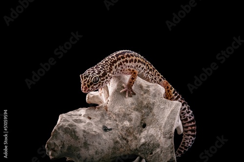 Photo: Leopard gecko Leopard gecko