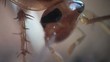 Cockroach in the kitchen macro