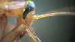 Cockroach in the kitchen macro