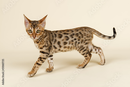 Photo: Katzen-Bengal-8822 Katzen-Bengal-8822