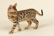 Photo: Katzen-Bengal-8823 Katzen-Bengal-8823