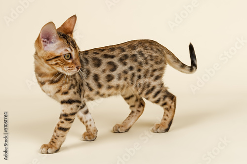 Photo: Katzen-Bengal-8823 Katzen-Bengal-8823