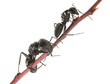 Two ants climb on brunch