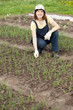  woman  working at  onion plant