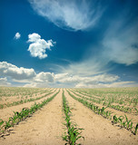 field of corn sprouts over blue sky