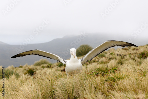 Photo: Southern Royal Albatross Southern Royal Albatross