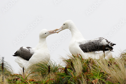 Photo: Southern Royal Albatross Southern Royal Albatross