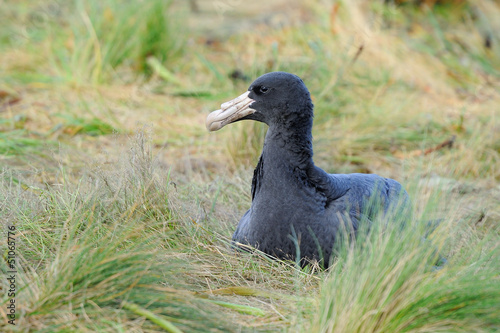 Photo: Southern Giant Petrel Southern Giant Petrel