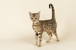 Katzen-Bengal-8893