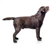 retrivet dog