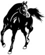 arabian horse black white
