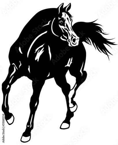 Fototapeta arabian horse black white
