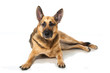 German shepherd dog - Deutscher Schäferhund