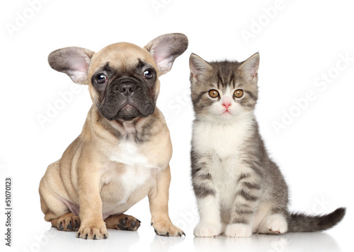 Photo: Puppy and kitten Puppy and kitten