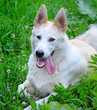 West Siberian Laika Portrait