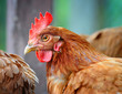Young hen
