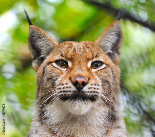Photo: Lynx Lynx