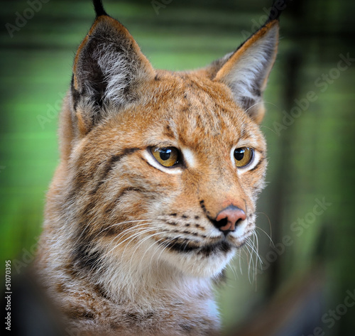 Photo: Lynx Lynx