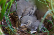 little birds in nest
