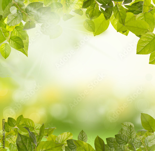 Photo: green leaves morning green leaves morning