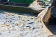 harvesting pond