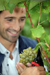 Grape grower cutting a bunch of grapes
