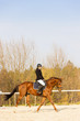 equestrian on horseback