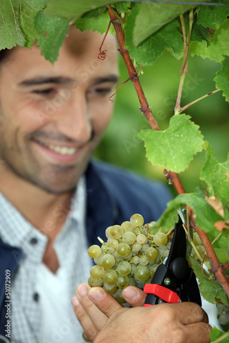 Photo: Grape grower cutting a bunch of grapes Grape grower cutting a bunch of grapes