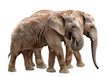 African elephants isolated on white