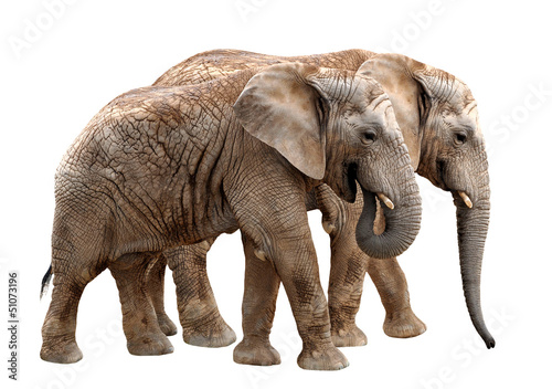 Photo: African elephants isolated on white African elephants isolated on white