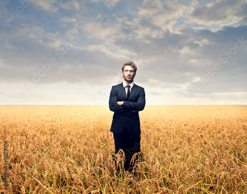 Photo: wheat field wheat field