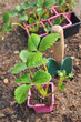 plantation de fraisiers