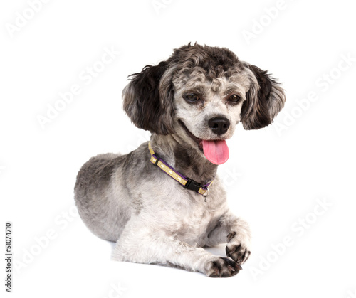 Photo: Shih tzu poodle mixed Shih tzu poodle mixed