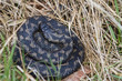 Adder Snake