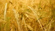 Wheat