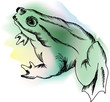 Vector color frog on the white background
