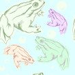 Vector color frog on the white background