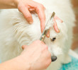 Grooming Maltese dog