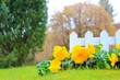 canvas print picture - garten im frühling