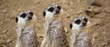 Meerkats; Erdmännchen
