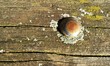 Screw in the wood