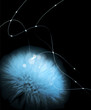 Vector: Romantic background with white dandelion on a black background Romantic background with white dandelion on a black background