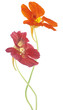 nasturtium