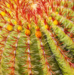Photo: Cactus in Lanzarote island, Spain Echinocactus grusonii (Golden Cactus in Lanzarote island, Spain Echinocactus grusonii (Golden