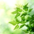 fresh and green leaves