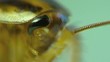 Cockroach in the kitchen macro