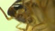 Cockroach in the kitchen macro
