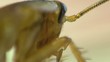 Cockroach in the kitchen macro