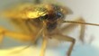 Cockroach in the kitchen macro