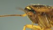 Cockroach in the kitchen macro